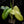 Load image into Gallery viewer, Philodendron bipennifolium variegated &#39;Violin&#39; (aka Horse head philo) (A51)
