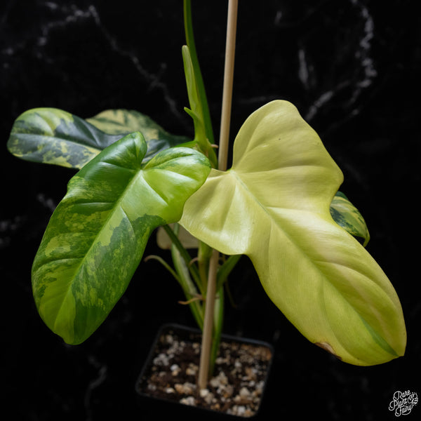 Philodendron bipennifolium variegated 'Violin' (aka Horse head philo) (A51)