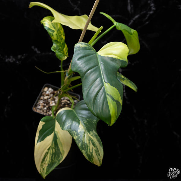 Philodendron bipennifolium variegated 'Violin' (aka Horse head philo) (A51)