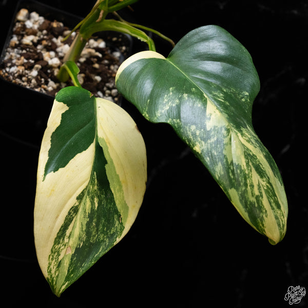 Philodendron bipennifolium variegated 'Violin' (aka Horse head philo) (A51)