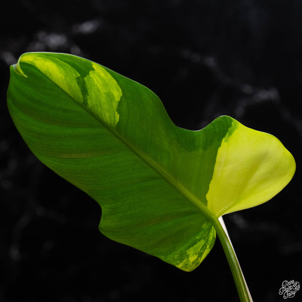 Philodendron bipennifolium variegated 'Violin' (aka Horse head philo) (A51)