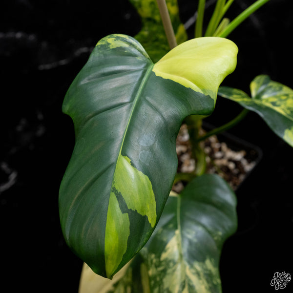 Philodendron bipennifolium variegated 'Violin' (aka Horse head philo) (A51)