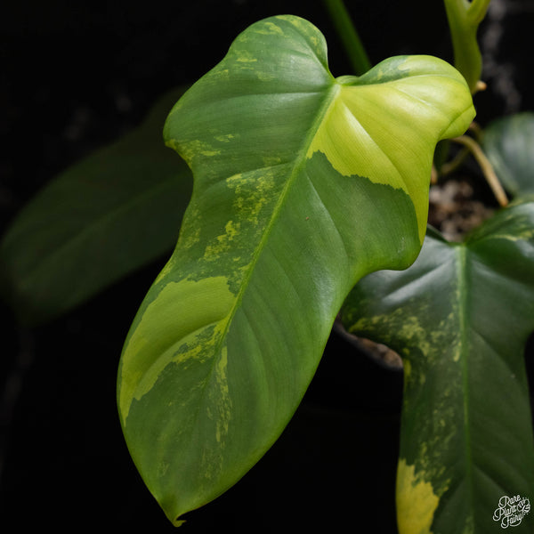 Philodendron bipennifolium variegated 'Violin' (aka Horse head philo) (A49)