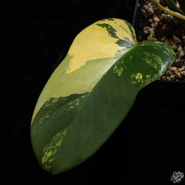 Philodendron bipennifolium variegated 'Violin' (aka Horse head philo) (A49)