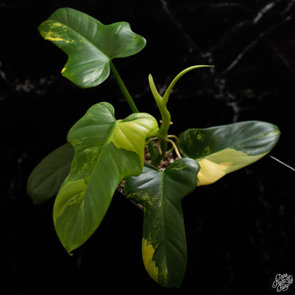 Philodendron bipennifolium variegated 'Violin' (aka Horse head philo) (A49)