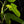 Load image into Gallery viewer, Philodendron bipennifolium variegated &#39;Violin&#39; (aka Horse head philo) (A49)
