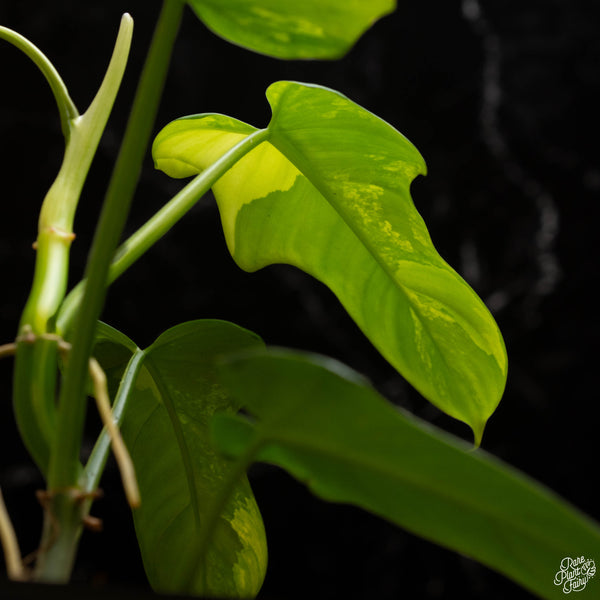 Philodendron bipennifolium variegated 'Violin' (aka Horse head philo) (A49)