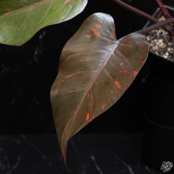 Philodendron 'Orange Princess' (1A)