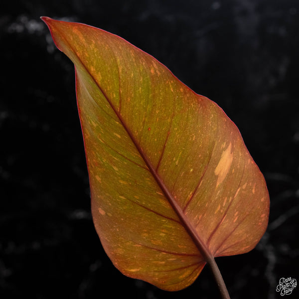 Philodendron 'Orange Princess' (1A)