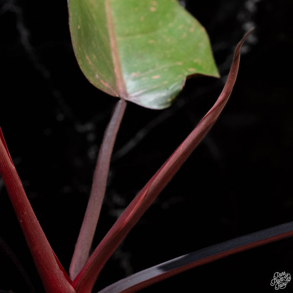 Philodendron 'Orange Princess' (1A)