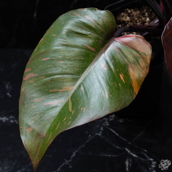 Philodendron 'Orange Princess' (wk3-A)