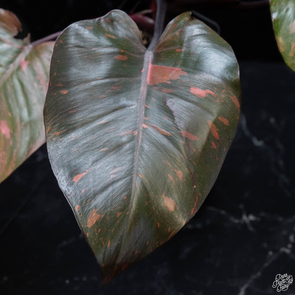 Philodendron 'Orange Princess' (wk3-A)