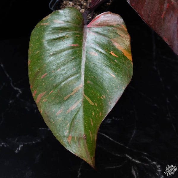 Philodendron 'Orange Princess' (wk3-A)