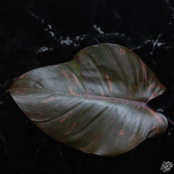 Philodendron 'Orange Princess' (wk3-A)