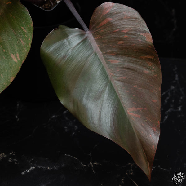 Philodendron 'Orange Princess' (wk4-A)