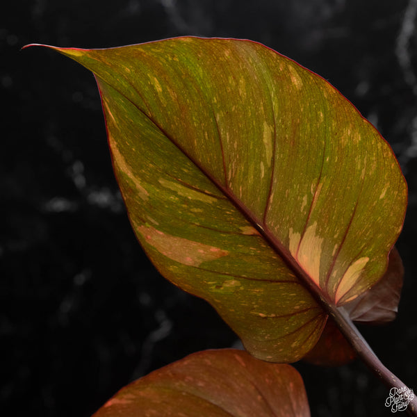 Philodendron 'Orange Princess' (wk4-A)