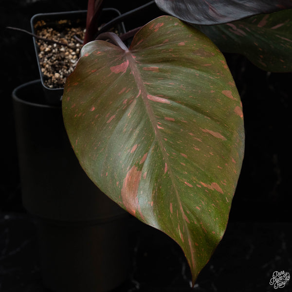 Philodendron 'Orange Princess' (wk4-A)