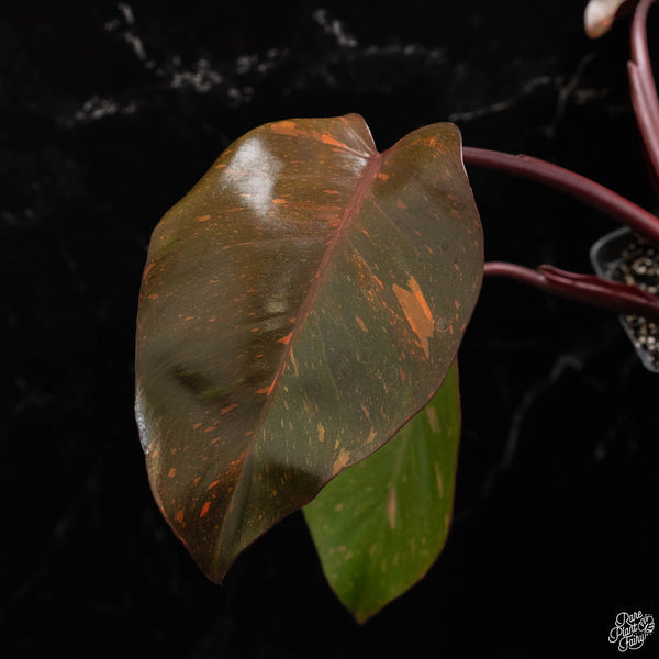 Philodendron 'Orange Princess' (A49)