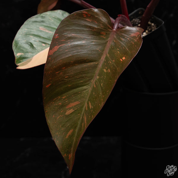 Philodendron 'Orange Princess' (A49)