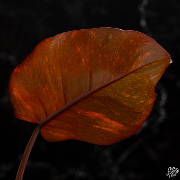 Philodendron 'Orange Princess' (A49)