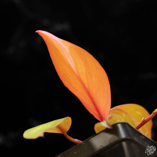 Philodendron 'Persimmon Princess' (1A)