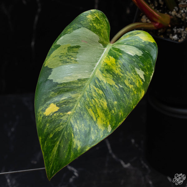 Philodendron erubescens "White Princess Aurea' (1A)