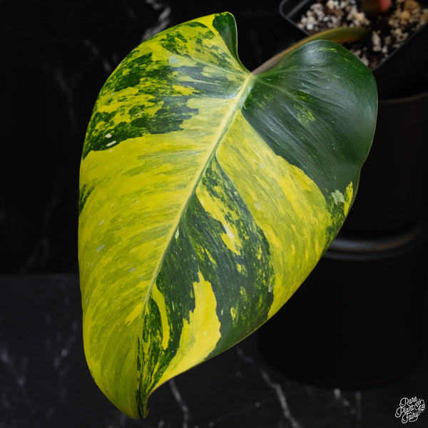 Philodendron erubescens "White Princess Aurea' (1A)