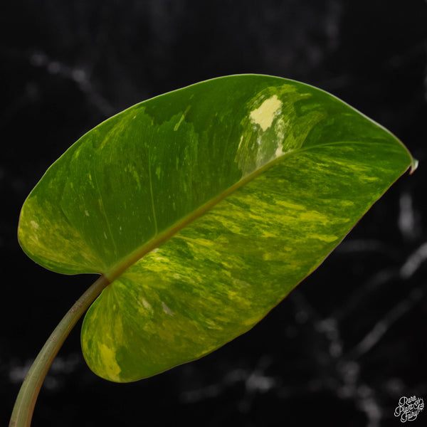 Philodendron erubescens "White Princess Aurea' (1A)