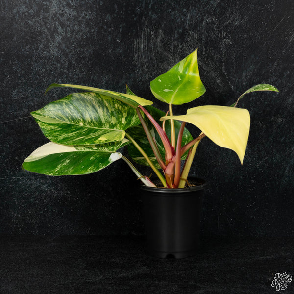 Philodendron erubescens "White Princess Aurea' (wk3-B)