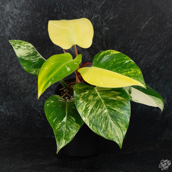 Philodendron erubescens "White Princess Aurea' (wk3-B)