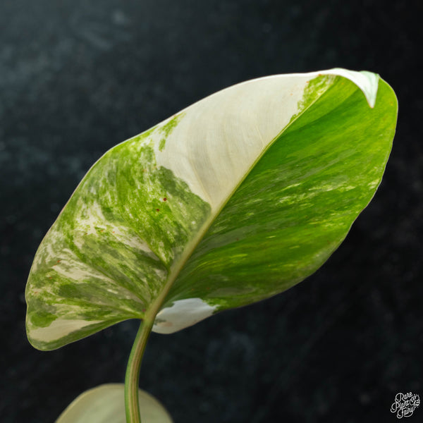 Philodendron erubescens "White Princess Aurea' (wk3-B)