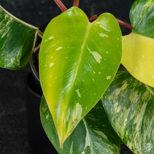 Philodendron erubescens "White Princess Aurea' (wk3-B)