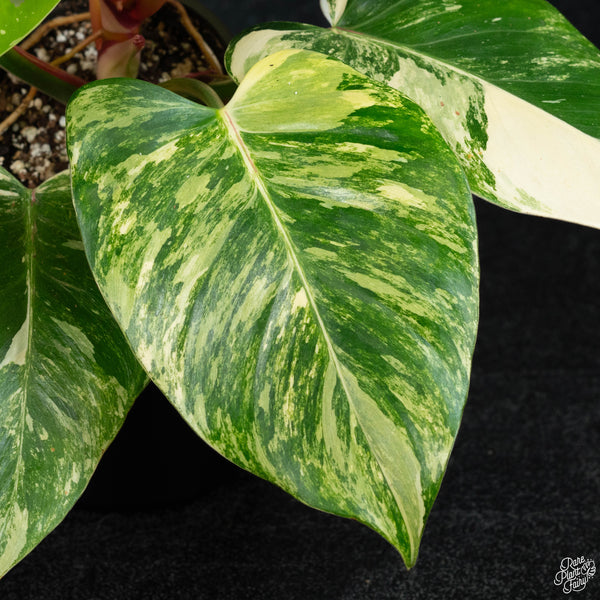 Philodendron erubescens "White Princess Aurea' (wk3-B)