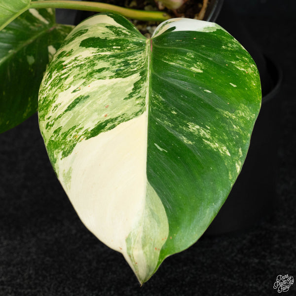 Philodendron erubescens "White Princess Aurea' (wk3-B)