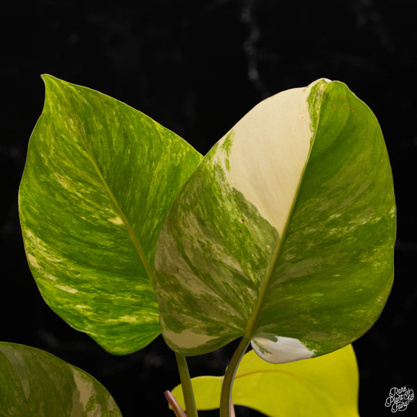 Philodendron erubescens 'White Princess' aurea variegated (A49)