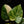 Load image into Gallery viewer, Philodendron erubescens &#39;White Princess&#39; aurea variegated (A49)
