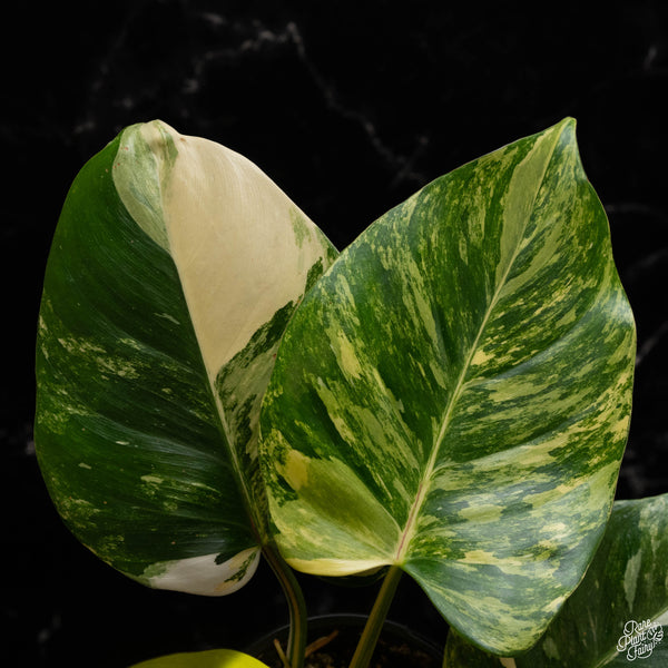 Philodendron erubescens 'White Princess' aurea variegated (A49)