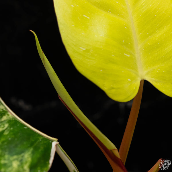 Philodendron erubescens 'White Princess' aurea variegated (A49)