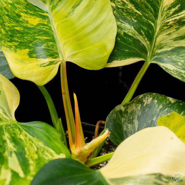 Philodendron 'White Wizard' aurea variegated (A50)