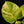 Load image into Gallery viewer, Philodendron &#39;White Wizard&#39; aurea variegated (A50)
