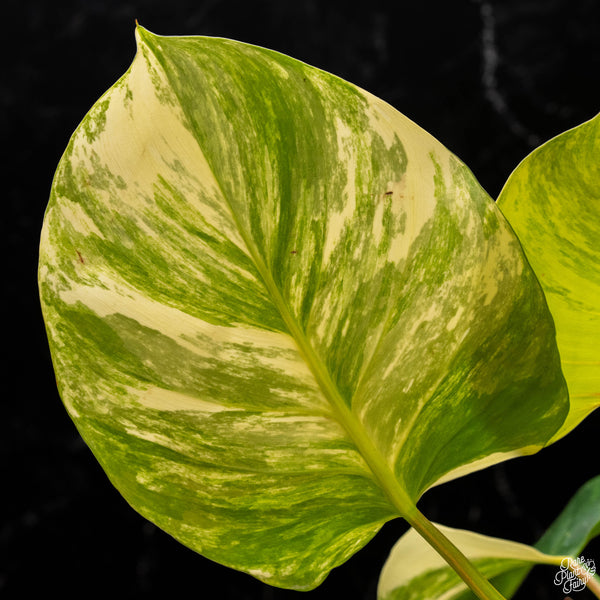 Philodendron 'White Wizard' aurea variegated (A50)