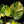 Load image into Gallery viewer, Philodendron &#39;White Wizard&#39; aurea variegated (A50)
