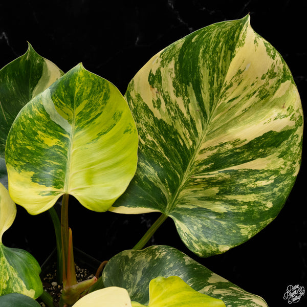 Philodendron 'White Wizard' aurea variegated (A50)