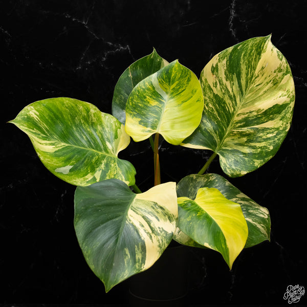 Philodendron 'White Wizard' aurea variegated (A50)