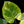 Load image into Gallery viewer, Philodendron &#39;White Wizard&#39; aurea variegated (A50)
