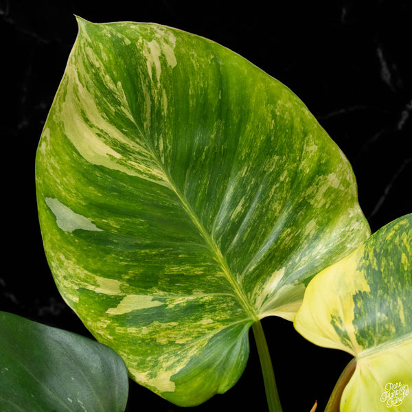 Philodendron 'White Wizard' aurea variegated (A50)