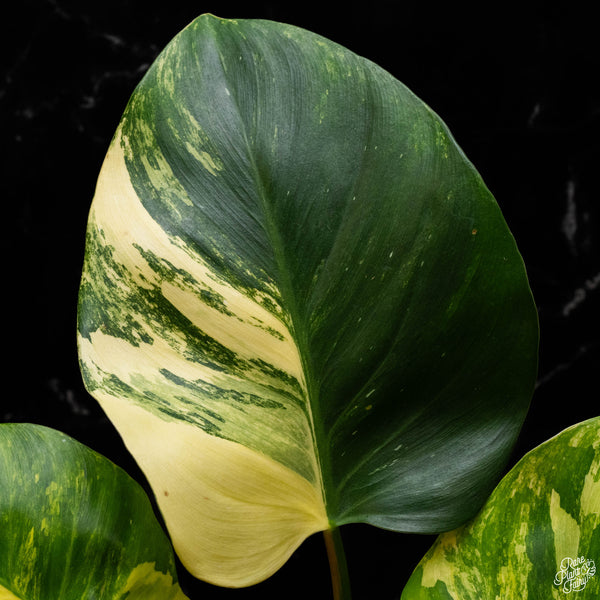 Philodendron 'White Wizard' aurea variegated (A50)