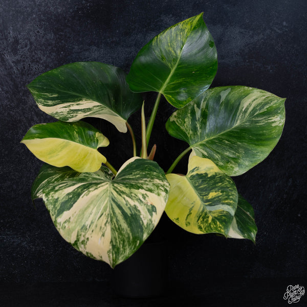 Philodendron 'White Wizard' aurea variegated (wk3-A)