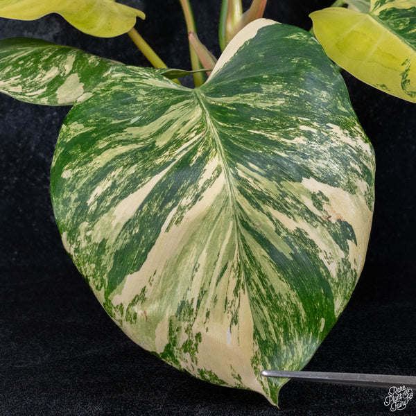 Philodendron 'White Wizard' aurea variegated (wk3-A)