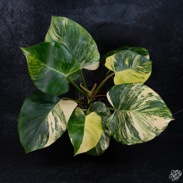 Philodendron 'White Wizard' aurea variegated (wk3-A)